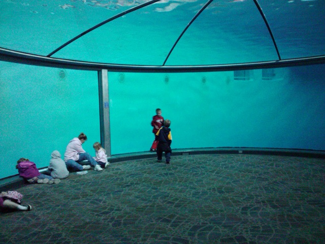 [dolphins[3].jpg]