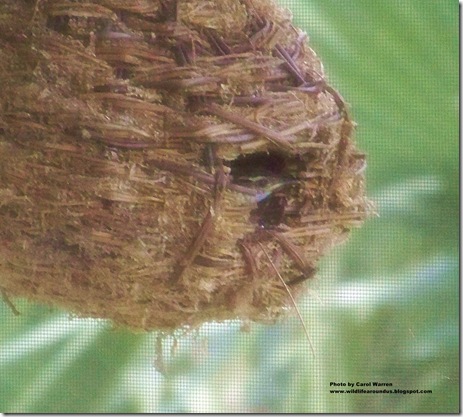 baby wrens fledging 033cs