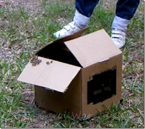 swarm boxcs swarm boxcs
