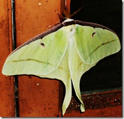 green moth