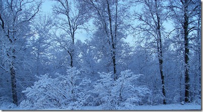 Snow on Trees 2 Simple Cookery