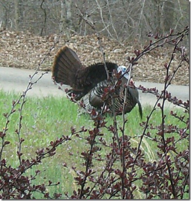 Turkey in the Hollow2