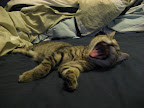 RAWR!!!