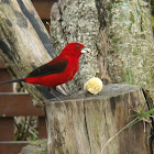 Brazilian Tanager