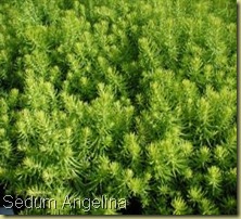 SE10578 Sedum reflexum Angelina 2,5 h20 giu-lugl SE10578 Sedum reflexum Angelina 2,5 h20 giu-lugl