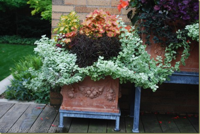 vaso coleus aranc, helicr, oxalis, lisimachia purp vaso coleus aranc, helicr, oxalis, lisimachia purp