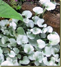 Dichondra argentea3 Dichondra argentea3