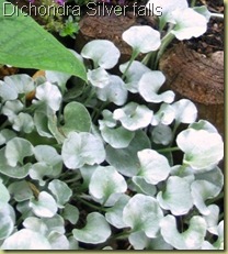 Dichondra argentea3