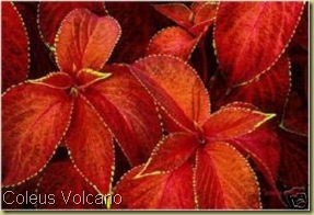 Coleus Volcano Coleus Volcano