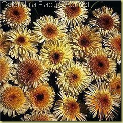 Calendula pacific apricot Calendula pacific apricot