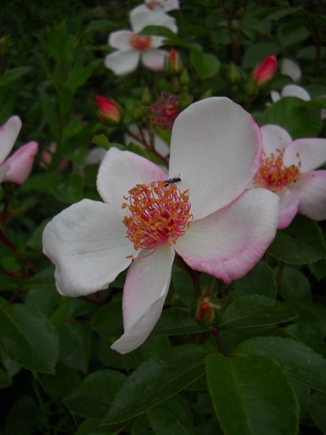 [DSCN28503.jpg]