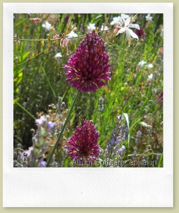 Allium Allium
