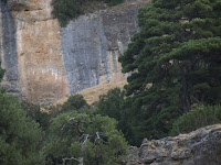 Ciervo. Sierra de Cazorla.