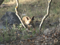Zorro en la sierra de Cazorla