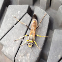 Black and Yellow Mud Dauber