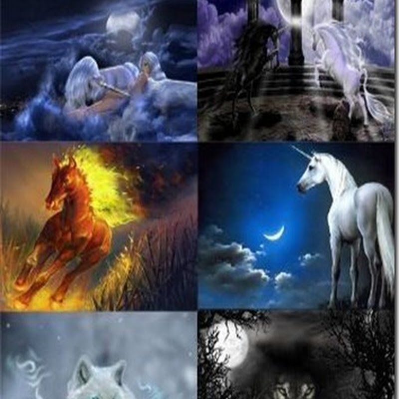 Magic Animals Awsome Wallpapers