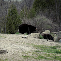 American Black bear