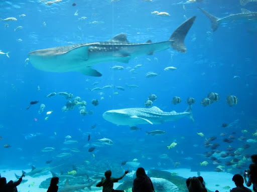 アトランタ水族館