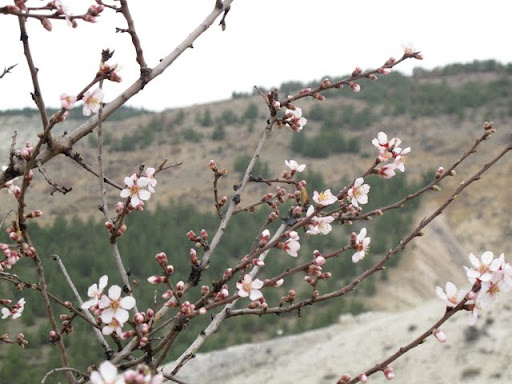 トルコの桜