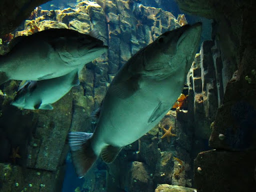 リスボン水族館