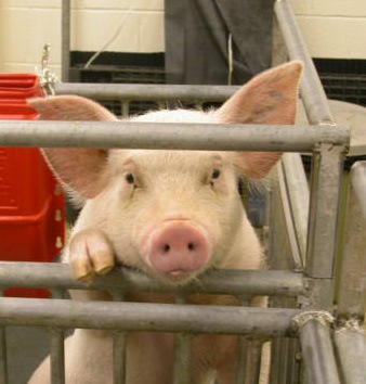 [cute pig[2].jpg]