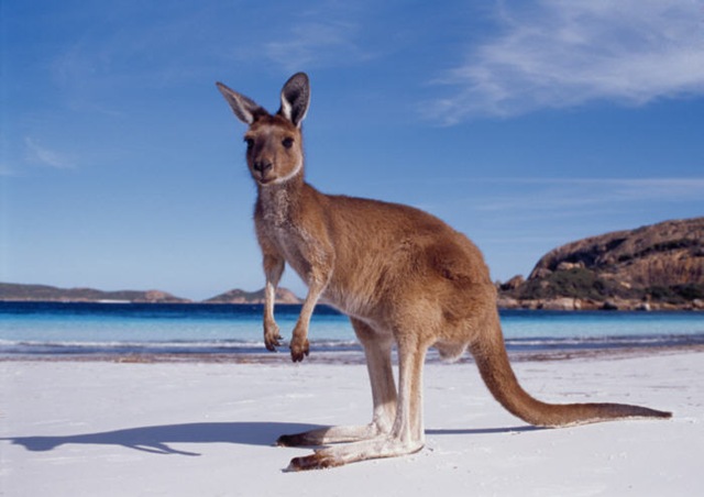 [australia[3].jpg]