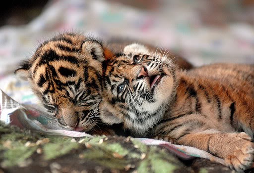 [sumatran3[3].jpg]