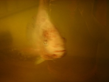 DSC04326