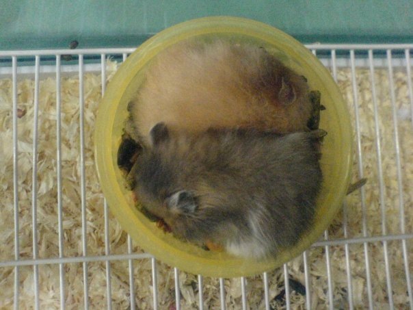 [hammy and rita[3].jpg]