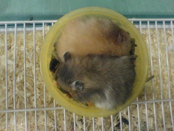 hammy and rita