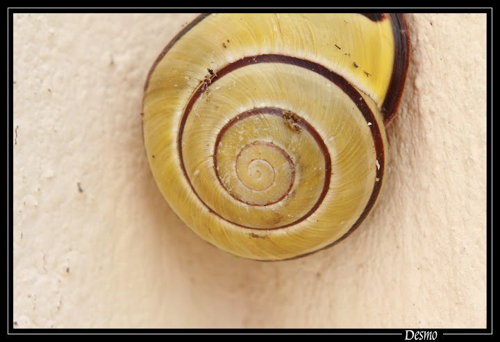 Macro avec objectif inversé, bonnettes, ou bagues allonges 2_esc