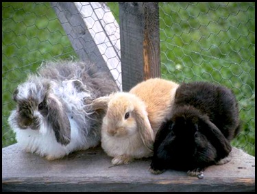 rabbits (3)
