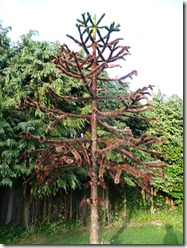 Monkey tree