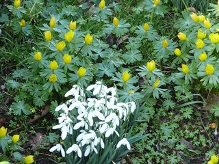 Подснежники, Castle Bromwich Hall Gardens