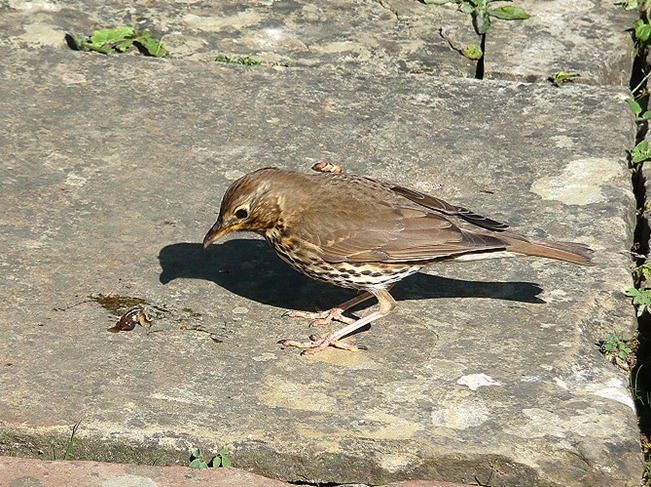 Thrush