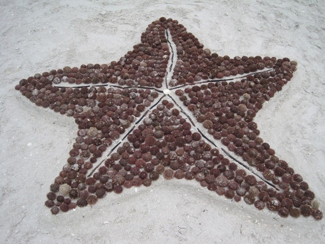 [sanibel_starfish[4].jpg]