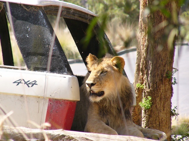 [wild animal park lion in suv.jpg]