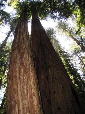 [cc_redwoods_tall_trees[4].jpg]