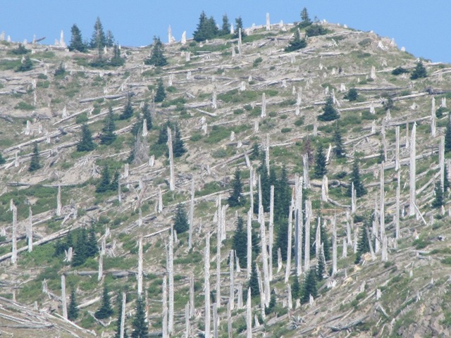 [mt_st_helens_trees[4].jpg]