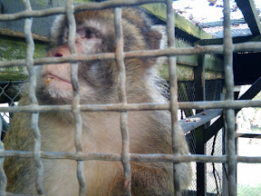 Where are the monkeys? Inside or outside the cage?