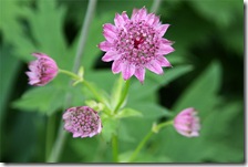 Astrantia