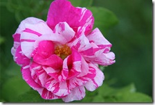 Rosa mundi