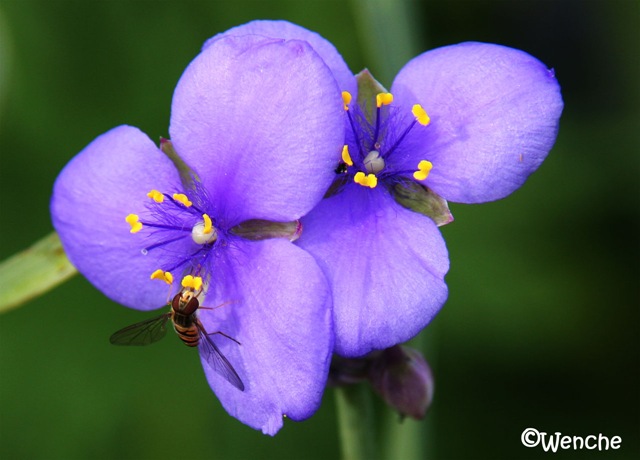 [Tradescantia[3].jpg]