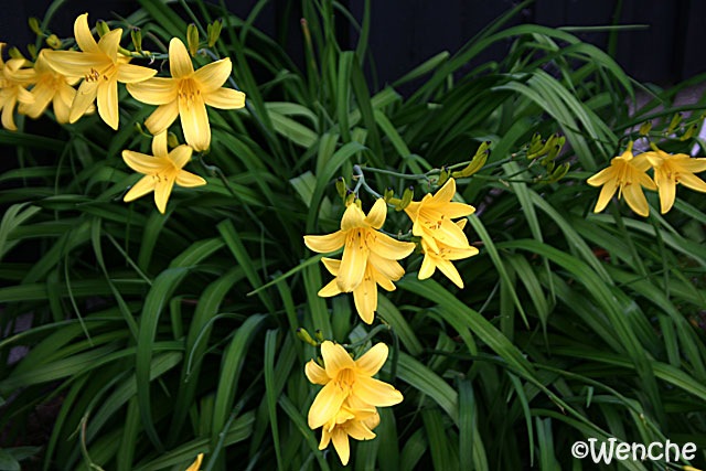[Hemerocallis1.jpg]