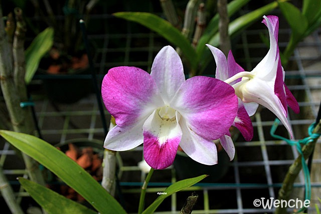 [Dendrobium-Chiang-Mai[2].jpg]