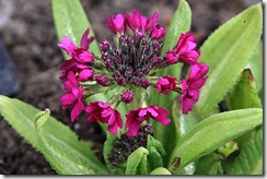 Primula denticulata