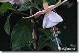 Carla-Johnson Carla-Johnson