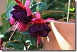Rohees-New-Millenium Rohees-New-Millenium