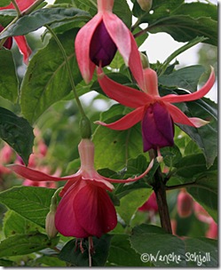 King-George