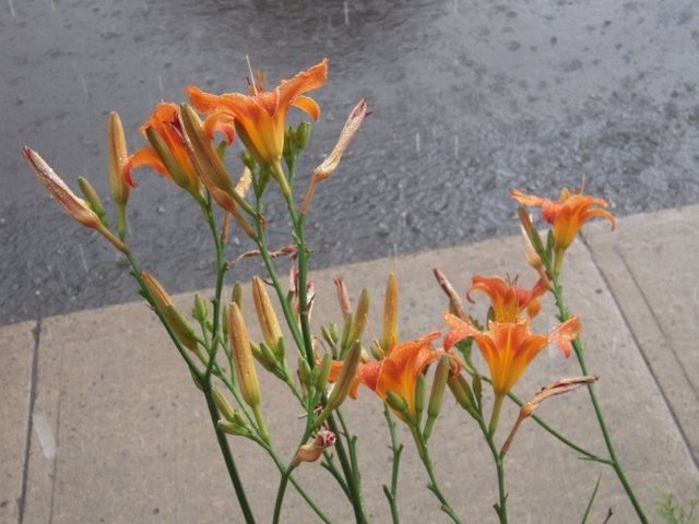 is there a rainy season in new orleans